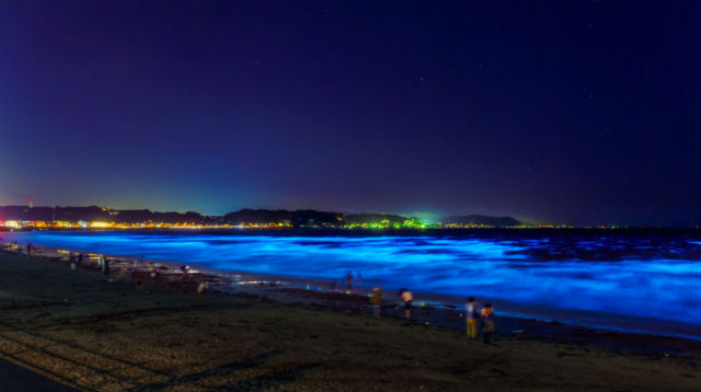Kamakura Sea Glows A Breathtaking Blue At Night Due To High Concentrations Of Plankton