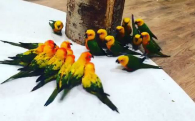 Birds Clash In A Squeaky Rap Battle…Or Chirpy Political Debate