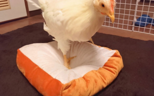 Chicken Sits Between Bread Cushions, Inadvertently Turns Into A Chicken Sandwich