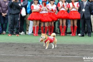 Wasabi The Dog Celebrates His 10th Year As Japan’s First-Ever Shiba Inu Ball Boy