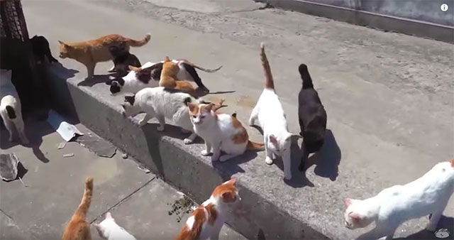 Aoshima, also known as 'Cat Island' has a cat population that is a sixfold  increase over the human inhabitants. : r/interestingasfuck