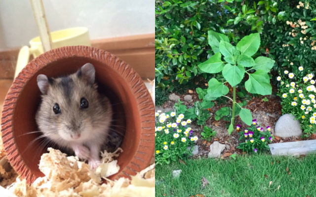 Japanese Twitter User Discovers A Sunflower Growing From The Grave Of His Hamster