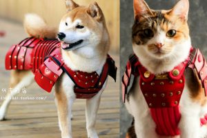 Unleash Your Pet’s Warrior Spirit With Cat And Dog Samurai Armor