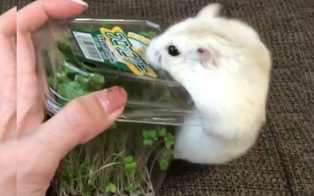 Find Someone Who Looks At You The Way This Hamster Looks At Broccoli Sprouts
