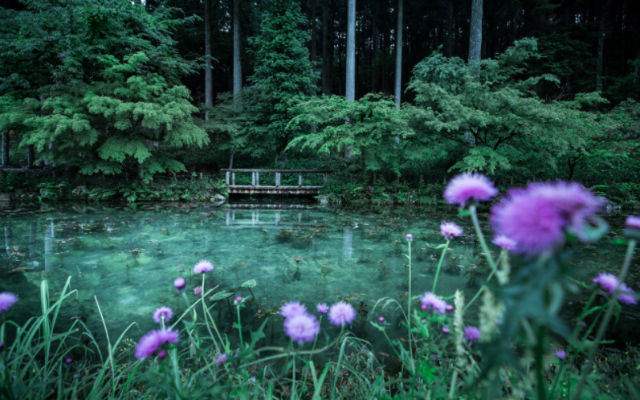 Japanese Twitter User Snaps Breathtaking Photos Of Monet’s Pond Before The Break Of Dawn