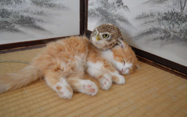 Cat And Owl Besties Are Just Some Of The Animals You Can Visit At Osaka’s Cat Cafe