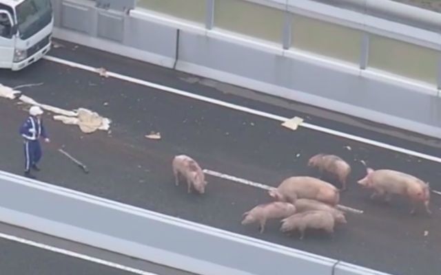 19 Pigs Attempt Their Great Escape After A Highway Collision In Osaka