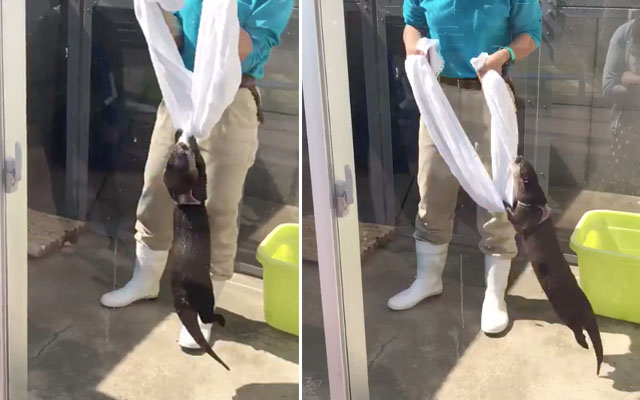 Acrobatic Otter Swings And Spins On Towel As It Plays With Its Keeper