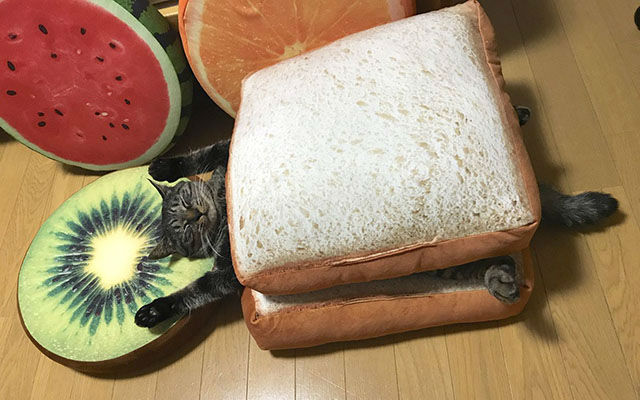 Sandwich Cat Has The Absolute Best Beds
