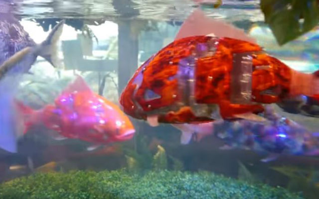 Incredibly Lifelike Robot Fish Swim At Japan’s Robot-Staffed Hotel
