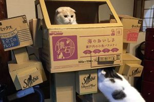 Japanese Designer And Welder Couple Team Up To Create Awesome Cardboard Mecha For Cat