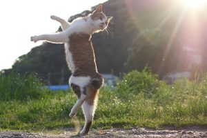 Japanese Photographer Captures Stray Ninja Cats Practicing Martial Arts