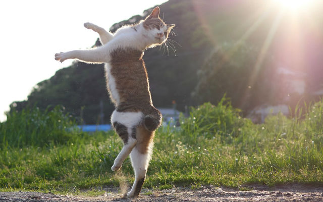 Japanese Photographer Captures Stray Ninja Cats Practicing Martial Arts