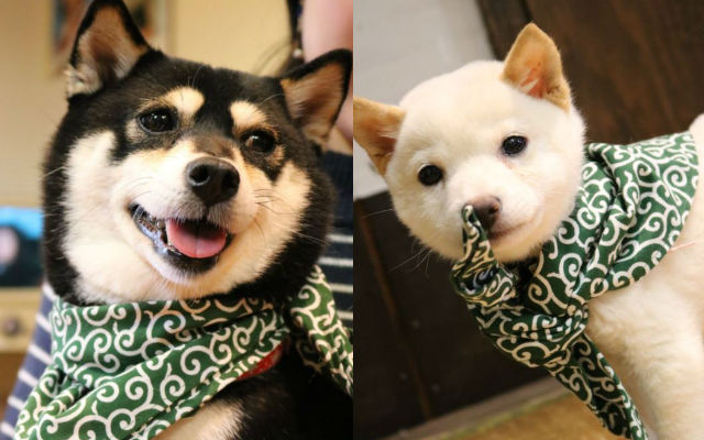A Guide to Shiba Inu Dog Cafes in Japan