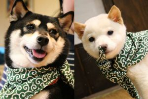 Japan Opens Up Its First Mini-Shiba Inu Cafe
