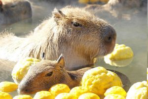 Japanese Zoo’s Capybaras Soak In Yuzu Hot Springs Every Winter