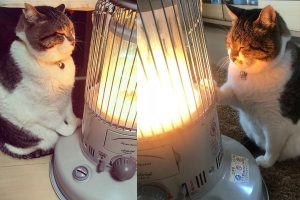 Hilarious Pictures Of A Cat’s Romantic Relationship With His Heater Will Warm Even The Coldest Heart