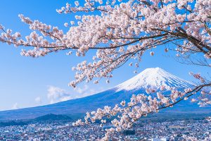 Plan Your Sakura-Viewing in Japan With This Blooming Forecast