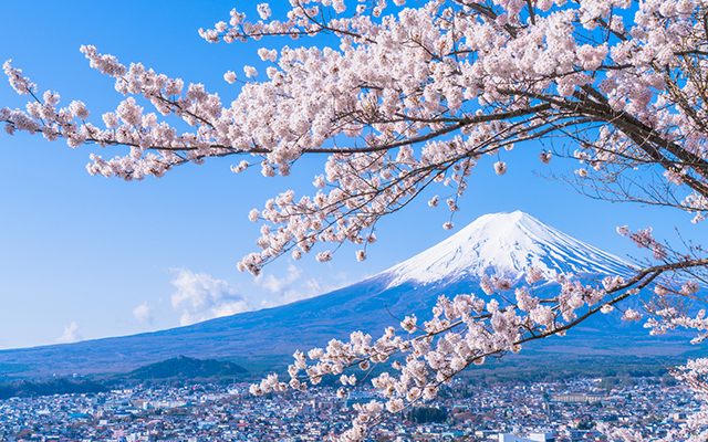 Plan Your Sakura-Viewing in Japan With This Blooming Forecast