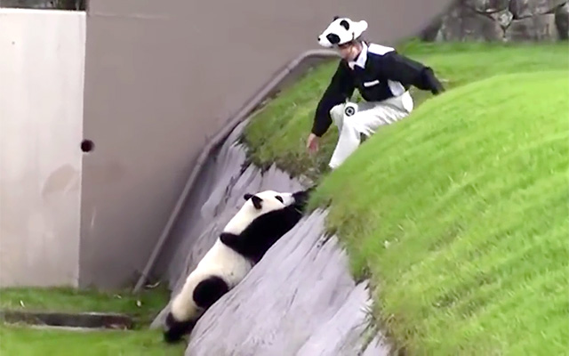 Poor Panda Causing Some Trouble After Having So Much Fun