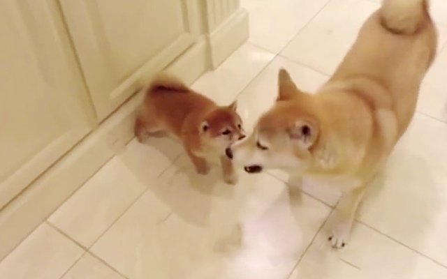 Fed Up Little Shiba Inu Adorably Snaps Back At Her Parent