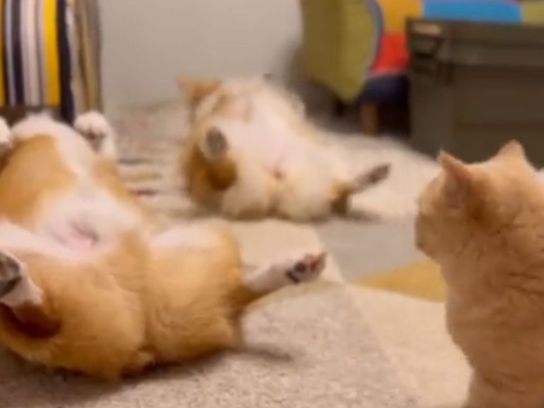 Two corgis in Japan show adorable psychic connection to being disturbed by a cat