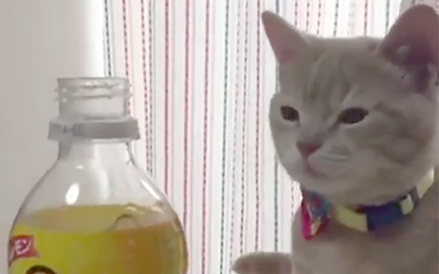 Cat Sniffs Fanta Lemon And Instantly Regrets It