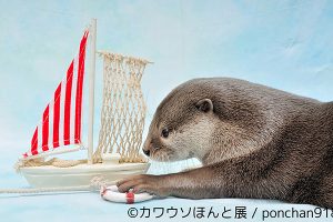 Japan Loves Otters So Much That Now There Is An Exhibition Dedicated To Them