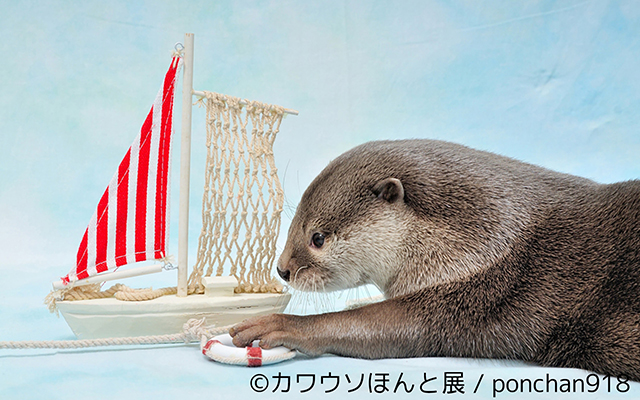 Japan Loves Otters So Much That Now There Is An Exhibition Dedicated To Them