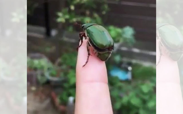 This Beetle Is About To Take Off For A Spectacular Flight… But Watch What Happens Next