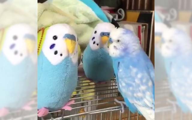 Parrot’s Reaction To A Stuffed Toy Is A Lesson We Can All Learn