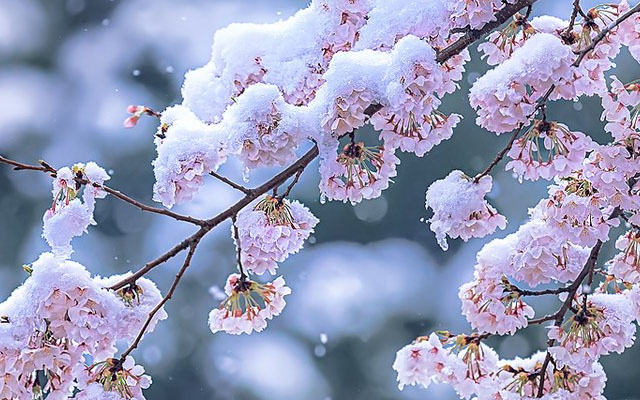 Japanese Photographers Capture Magical Cherry Blossom Scenes in Unexpected Spring Snow