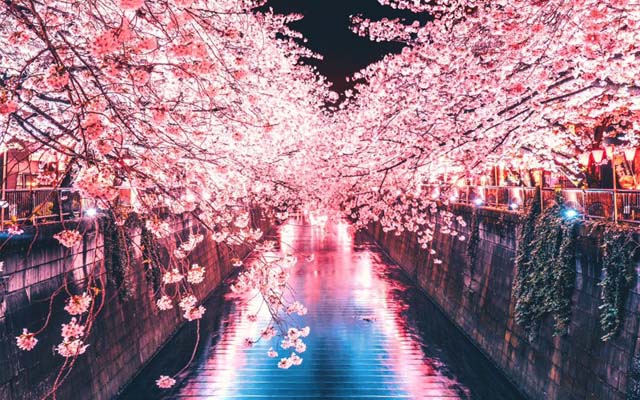Talented Japanese Night Photographer Stumbles Across Heart Cherry Blossom Formation in Tokyo