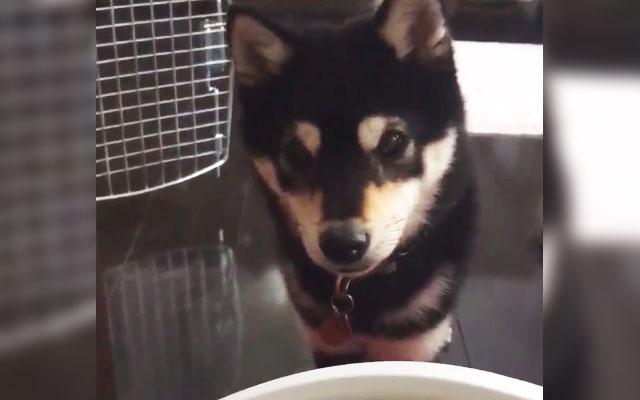 Smart Japanese Shiba Inu Dog Can Talk and it Sounds Like He Wants Deep Fried Shrimp