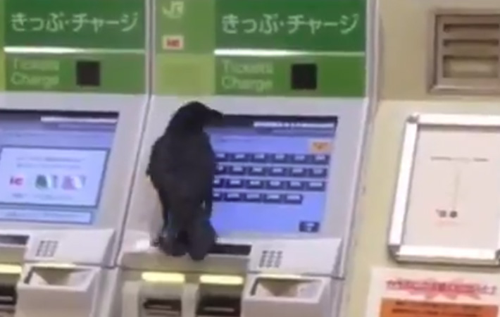 Clever Crow Nabs Credit Card Trying to Buy Train Ticket in Japan