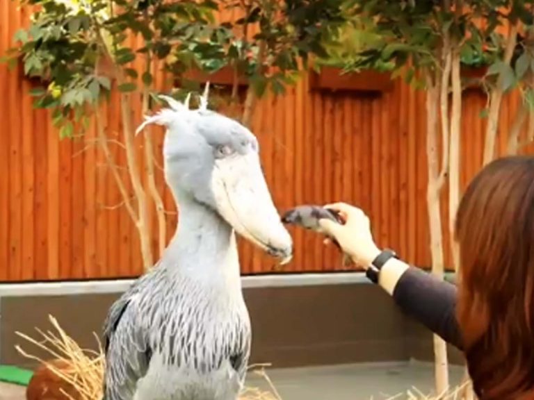 Very Picky Eater Shoebill Has Adorably Strong Reaction To Unwanted Fish