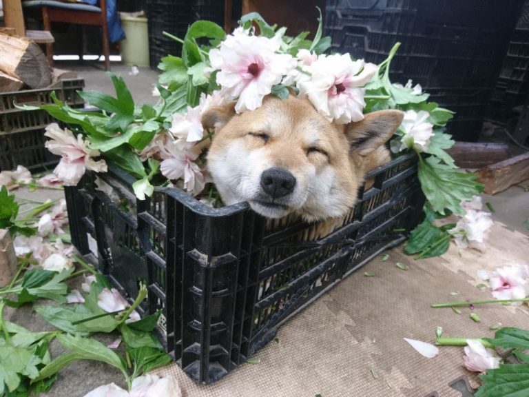 Japanese Floriculture Dog So Into Her Work She Falls Asleep in the Flowers Like a Fairy Queen