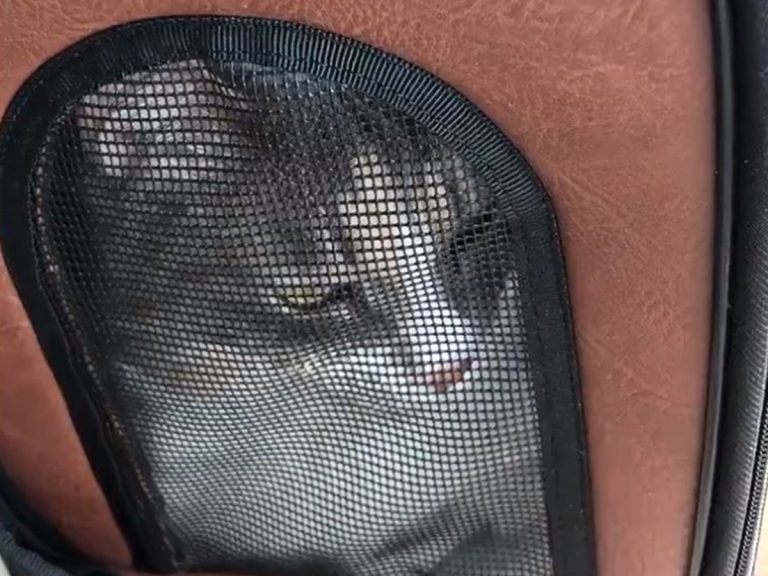 Cat Speaks Perfect Japanese to Show Distaste for Veterinary Visit