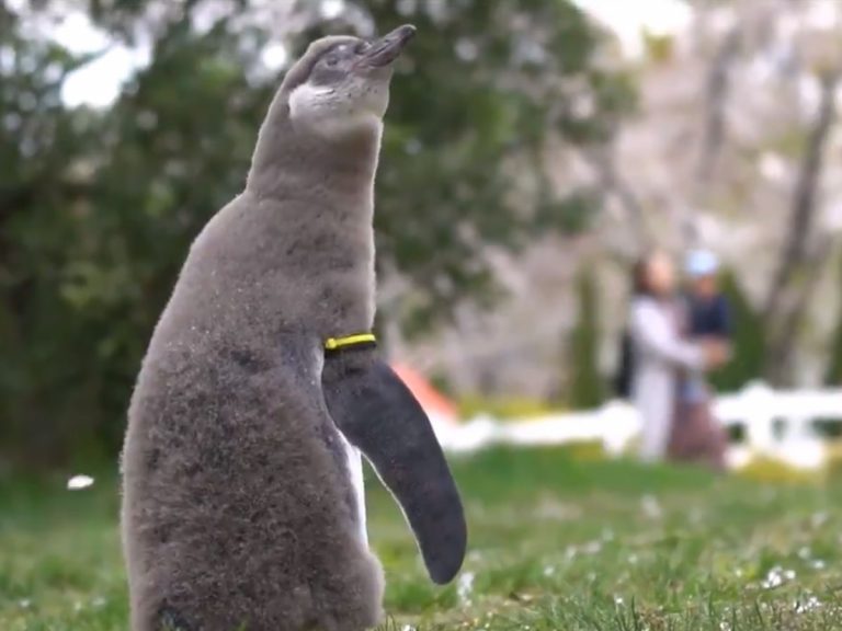 Video Shows Penguin’s Reaction to Seeing Japanese Cherry Blossom for the First Time