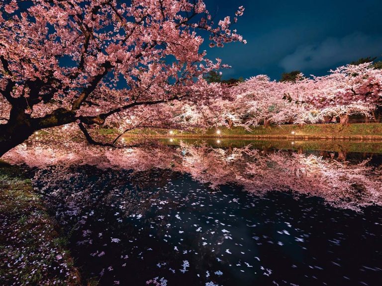 North Japan’s Magical Cherry Blossom Scenes Captured by Photographer as Sakura Season Ends