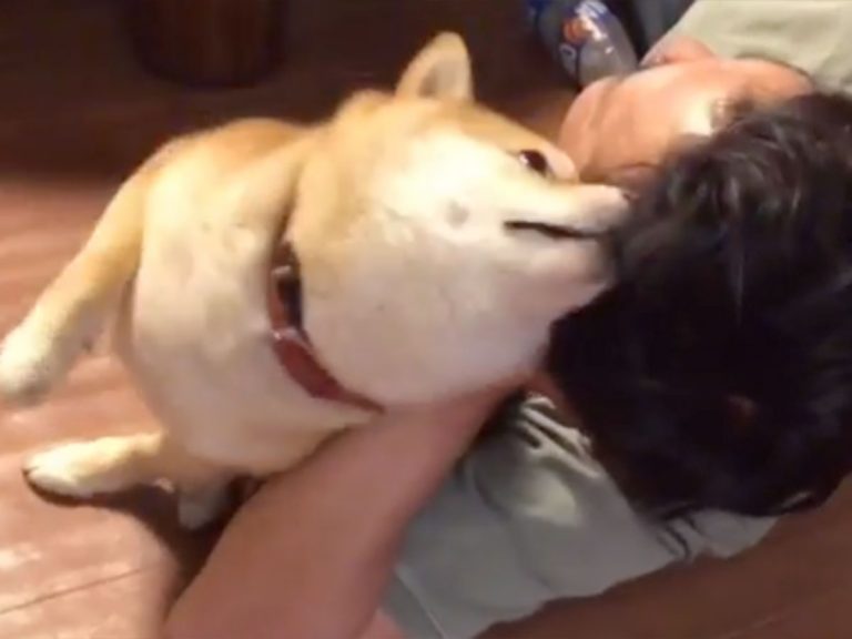 Owner Ignoring Shiba Inu in Favour of TV Feels Dog’s Full Adorable Wrath