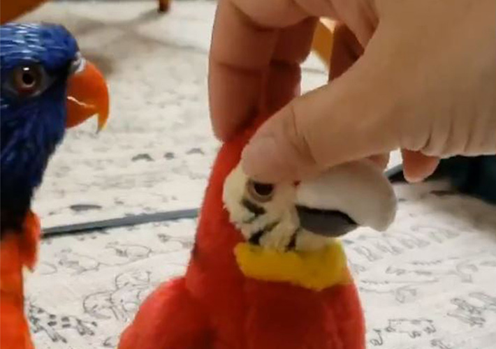 Japanese Parrot Gets Adorably Jealous of Toy Parrot Receiving More Attention Than Her