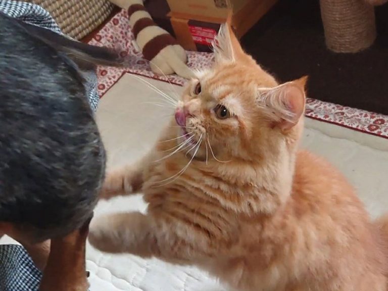 Chillest Dog in Japan Doesn’t Mind Being Used as a Canine Cat Toy