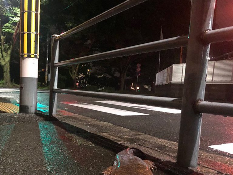 Slimy Stranger Things-esque Creature from the Deep Spotted in Kyoto After Rainy Evening