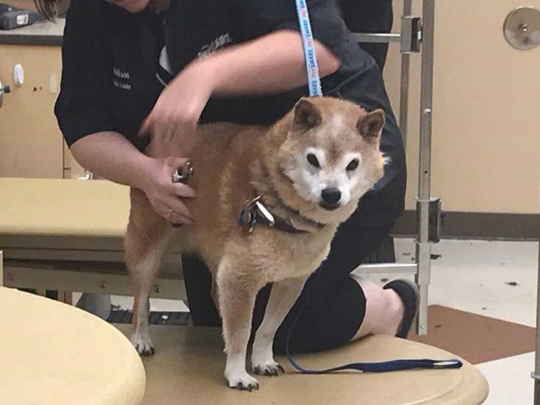 Grumpiest Looking Shiba Inu You’ve Ever Seen Glares at Pizza, Birthdays and Innocent Bystanders