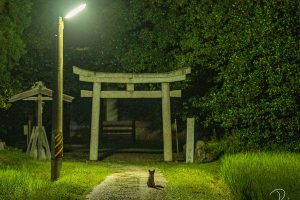 “Are you a messenger of the gods?”: Japanese photog’s mysterious shot of a shrine at night