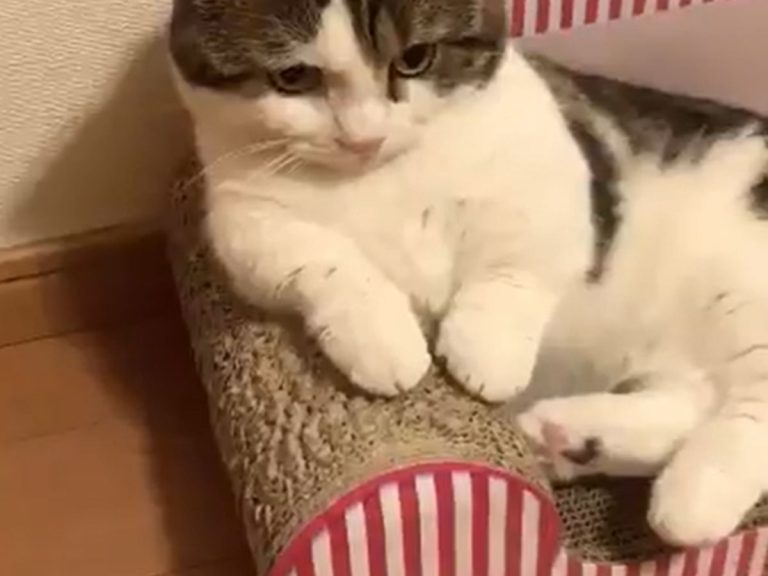 Cat adorably remembers to start acting like a cat once on camera