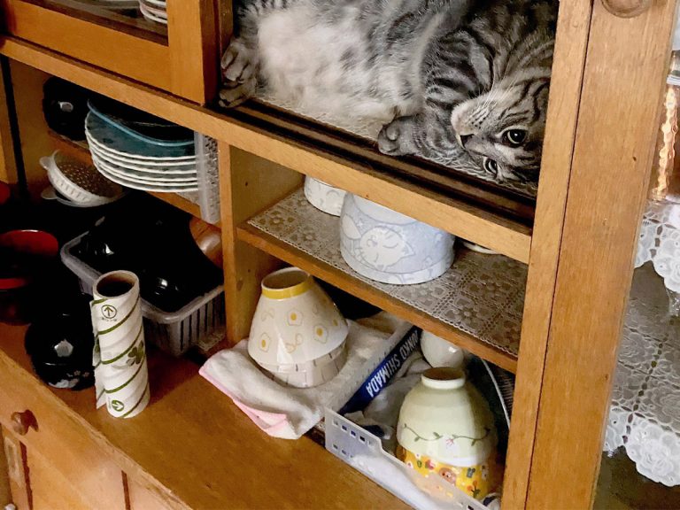 Cat finds oddly perfect fit in strangest place