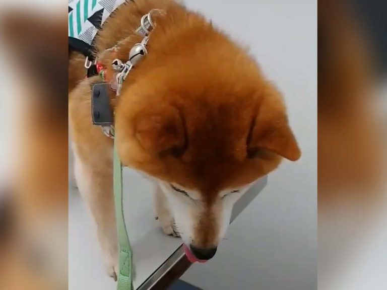 Senior shiba inu can’t stop shivering at the vet, but isn’t actually afraid of the shot