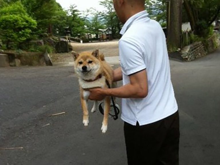 Temple guard shiba returns to statuesque guard dog tendencies when she’s done walking